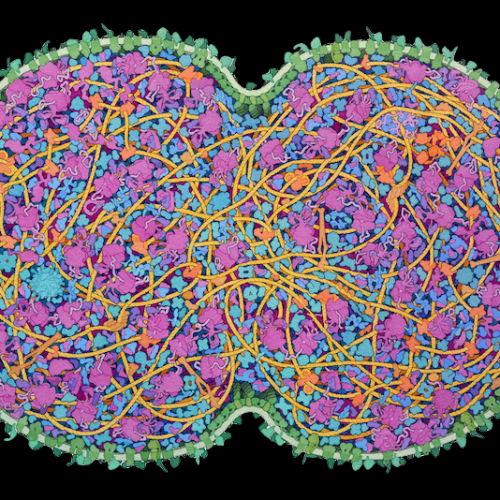 JCVI-syn3A Minimal Cell