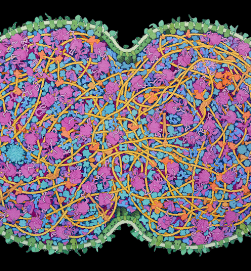 JCVI-syn3A Minimal Cell