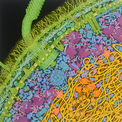 Escherichia coli Bacterium